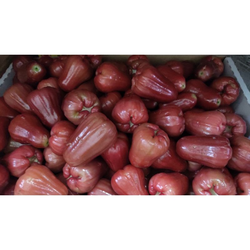 

jambu citra