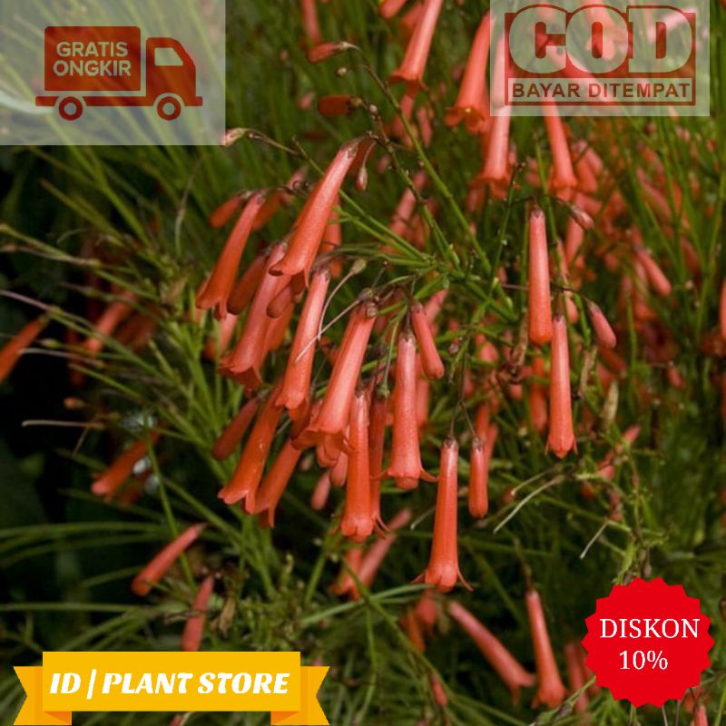 Tanaman hias air mancur-bunga air mancur-tanaman hidup-bunga hidup murah