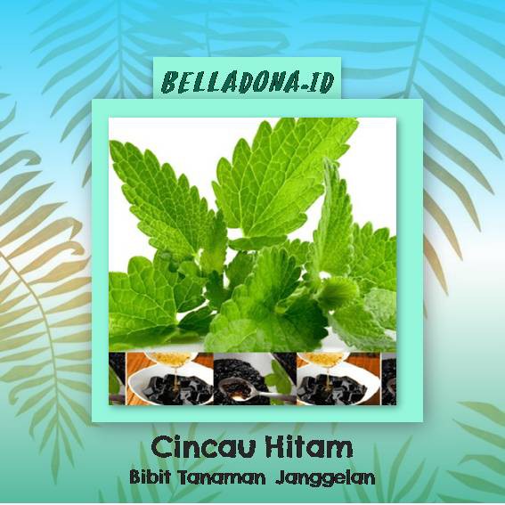 Bibit Tanaman Janggelan Cincau Hitam