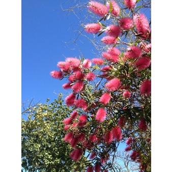 Bibit Bunga Sikat Botol Terlaris