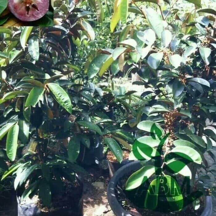 bibit buah kenitu ungu