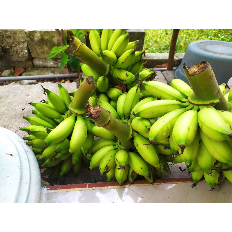 

Pisang ulin/pisang mas