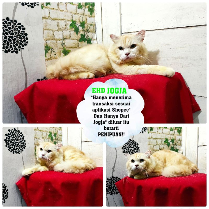 Kucing Persia Oren Cream |Free Ongkir+ Keranjang | Shopee ...