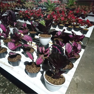 TANAMAN HIAS CALATHEA  CRIMSON IMPORT  THAILAND  BUNGA HIAS 