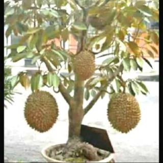 Unduh 5200 Gambar Durian Berbuah  