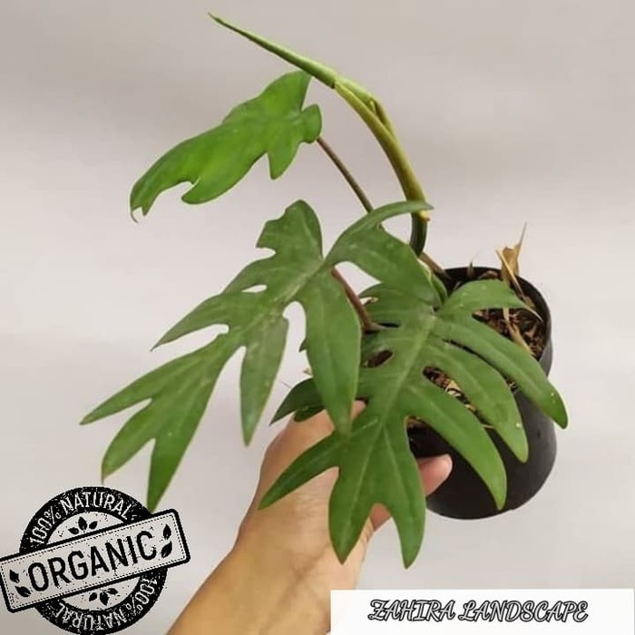 Tanaman Hias Philodendron - Philodendron Mayoi - Philo Mayoi