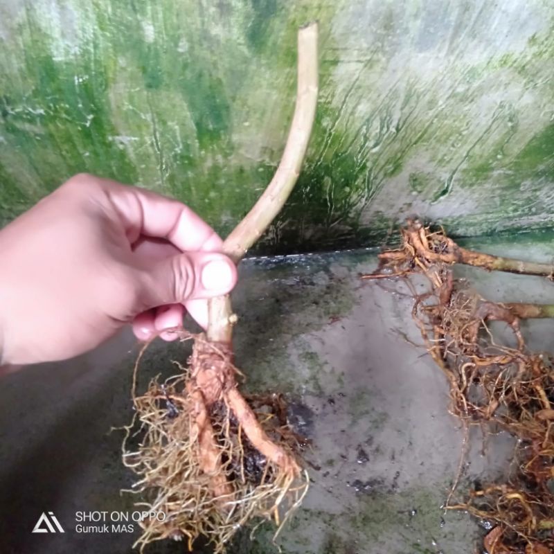 bibit sancang program akar