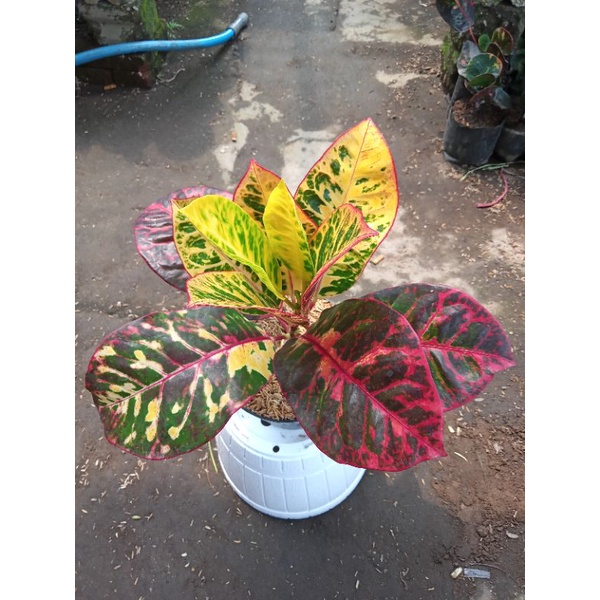 PURING AYU TING TING