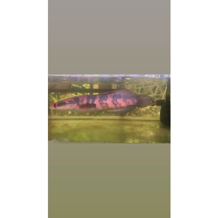 Channa red barito grade A size 30 cm