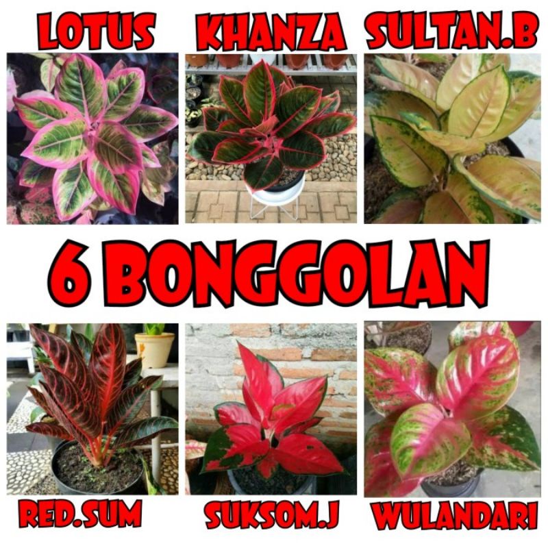 paket 6 bonggol aglonema