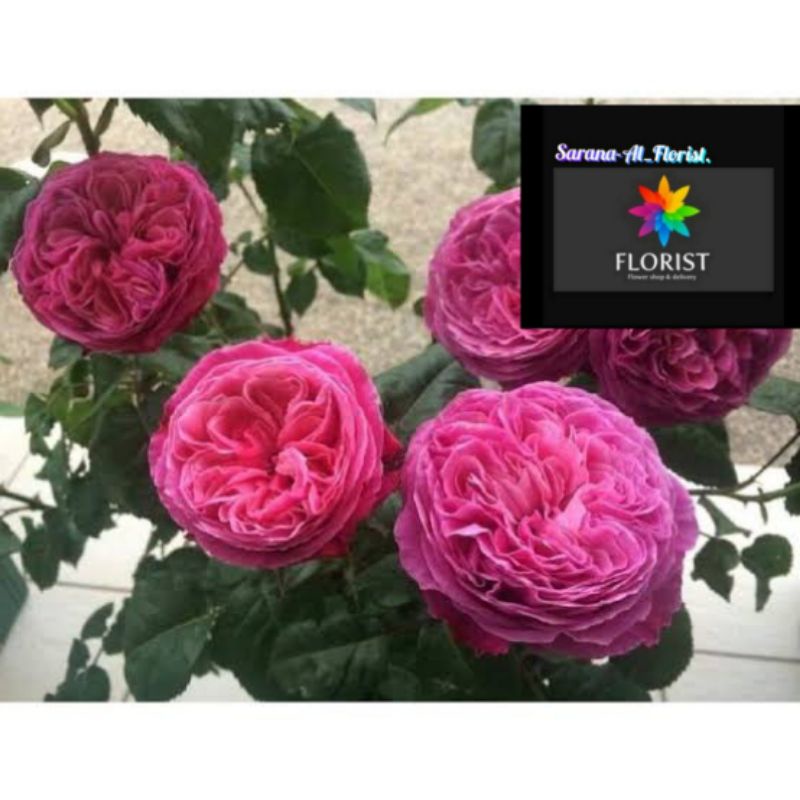 Bibit Mawar import yuzen