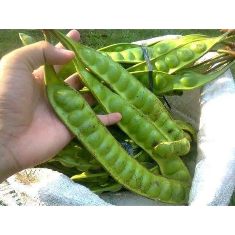 

Bibit pete super hasil okulasi