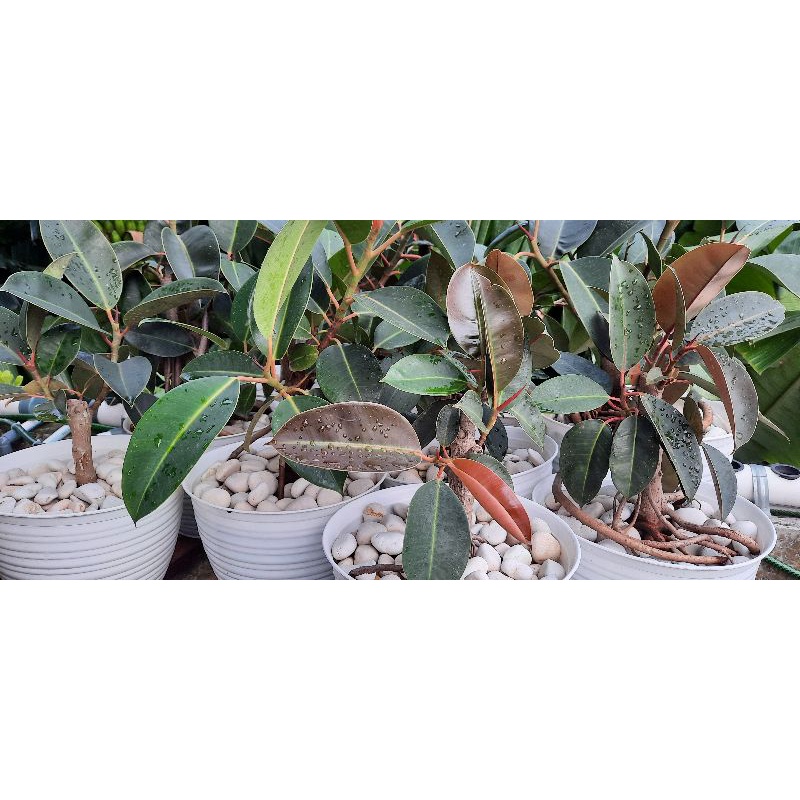 Tanaman Hias Bonsai Karet Munding/Karet Kebo