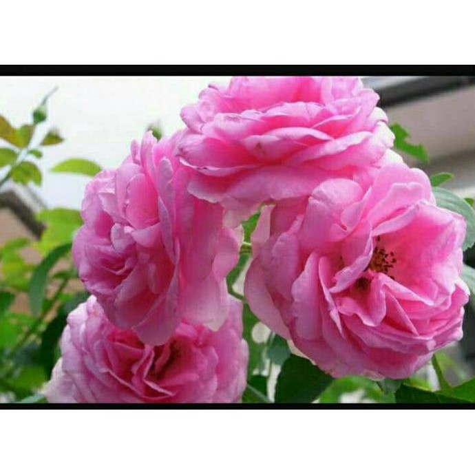Cint Bibit Bunga Mawar Floribunda Pink