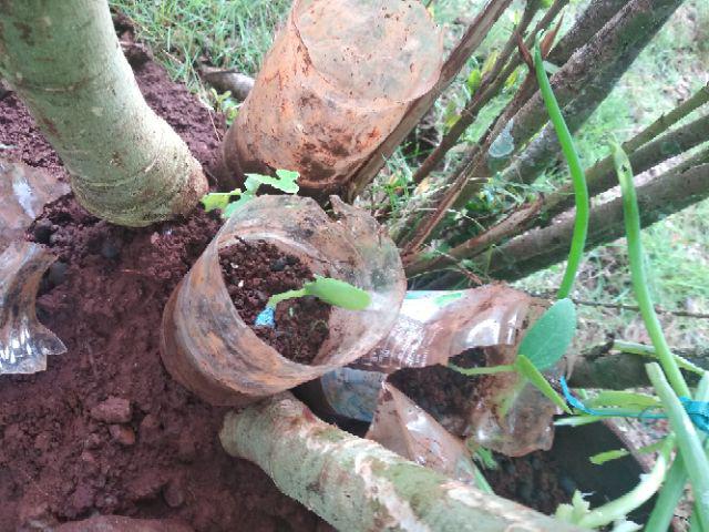 Biji Benih Sayur Bayam Merah