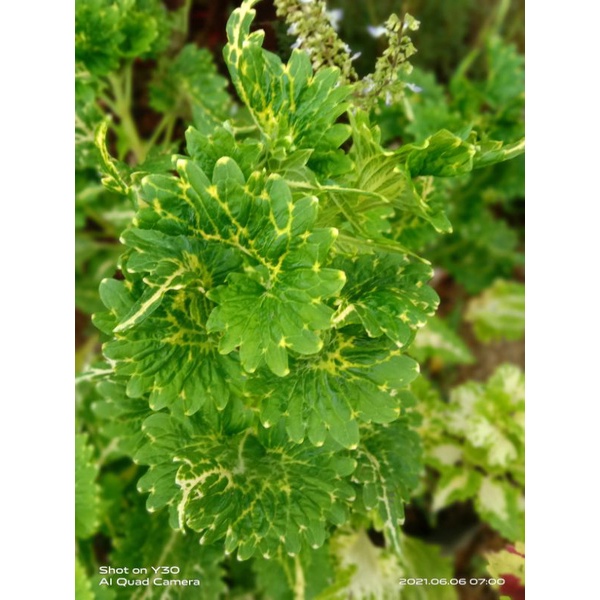 Miana Coleus Premium ID Petir