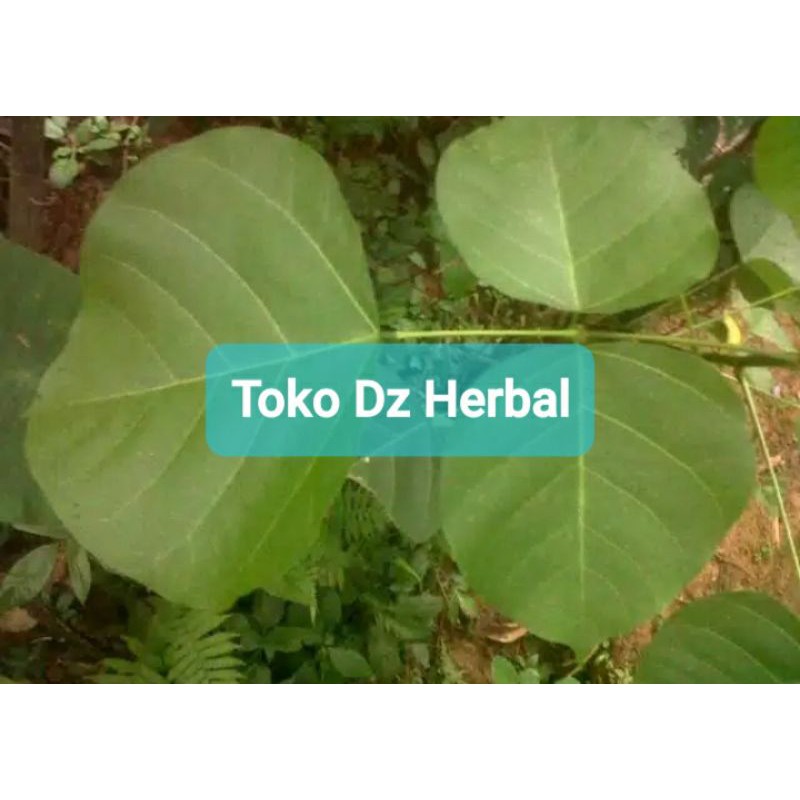 

Daun dadap serep dadap segar 500 gram-az