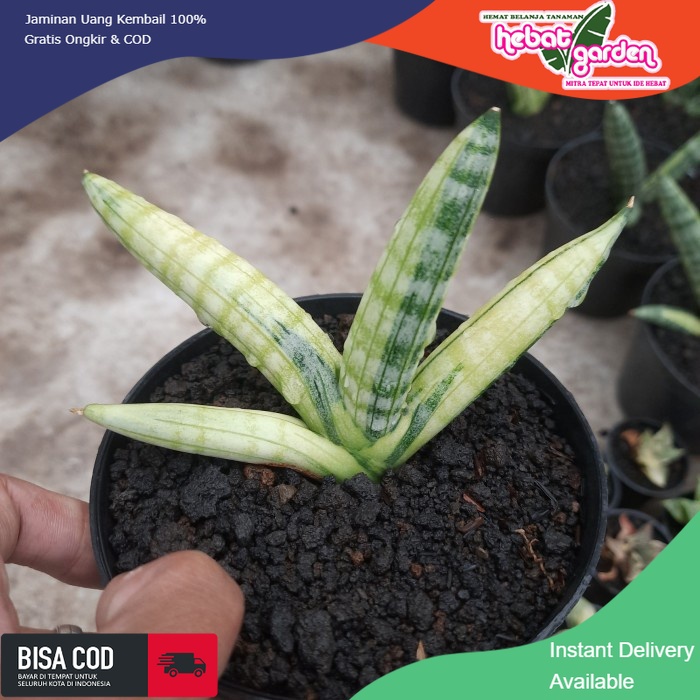 JUAL sansevieria boncel variegata - Hebat Store