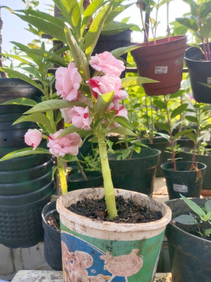 Kran Air Pvc Hpp 1/2 (inch) / Keran Air Tembok Taman