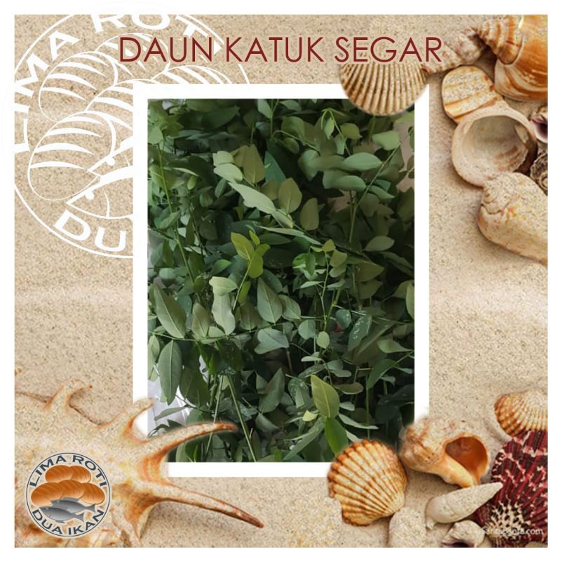 

Daun katuk segar/Pelancar ASI, Jual Sayur Katuk