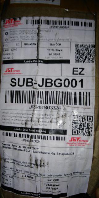 Umbi Amarilis. Umbi Bawang Brojol. Bawang Bawangan Warna Orange