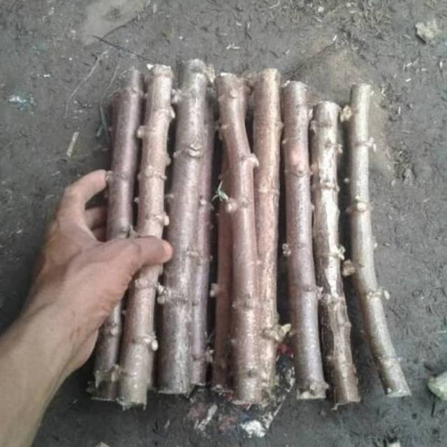 Bibit Stek Batang Pohon Singkong Mentega / Pohon Singkong Mentega Asli Dari Bogor