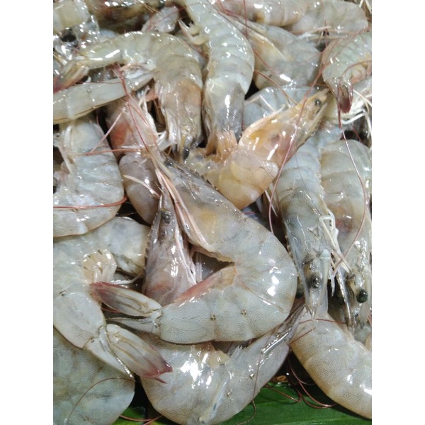 Udang Besar, Sedang dan Kecil Segar