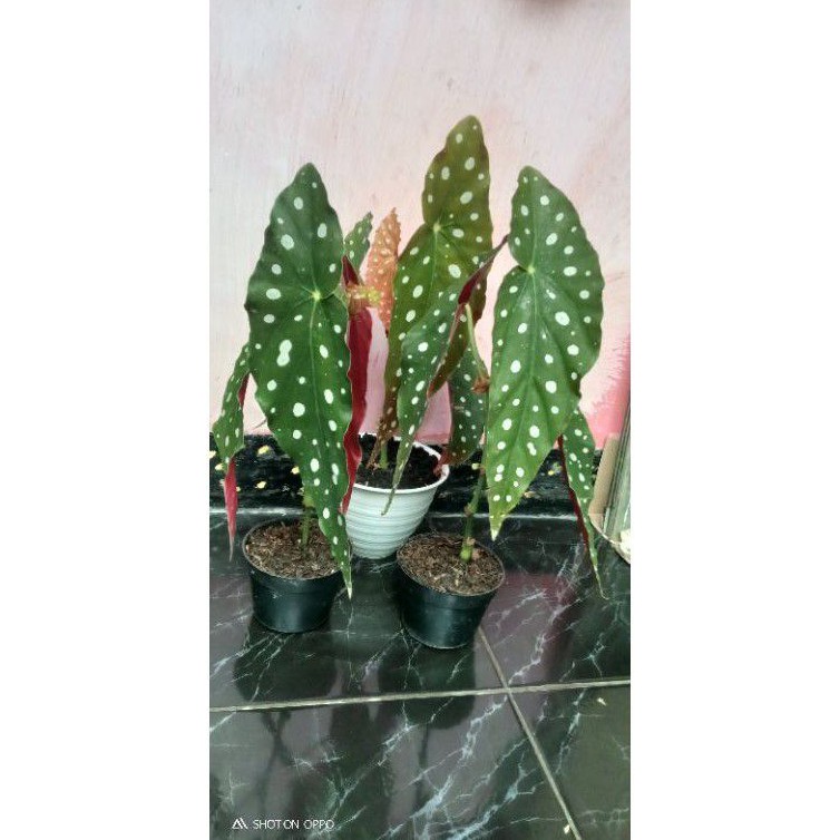 Tanaman Hias Begonia Polkadot Hijau Besar/Sedang