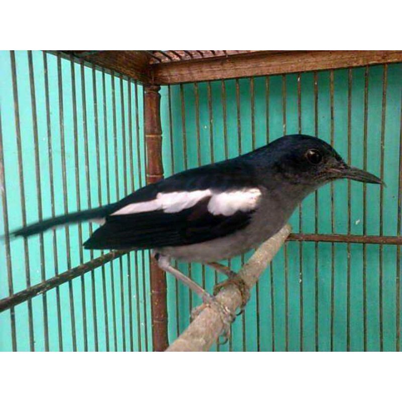 Burung Kacer Dada Hitam Betina