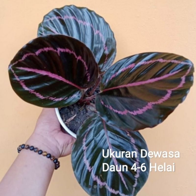 tanaman hias calathea black lipstick - tanaman calathea black lipstick Calathea hidup