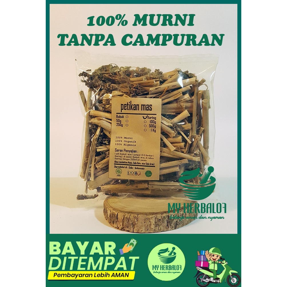 Petikan Mas Kate Mas Kering / Euphorbia Prunifolia Jacq / Murni / Jsr / Rempah