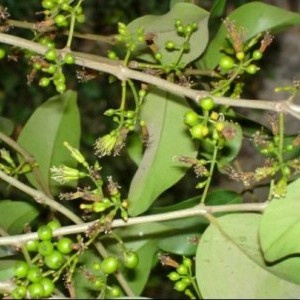 

BENALU TEH KERING 50 gr - Scurrula oortina - MURNI - JSR