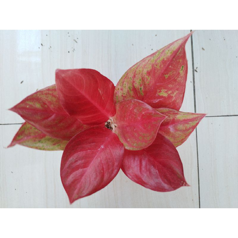 AGLONEMA SUPER RED EXSOTIC