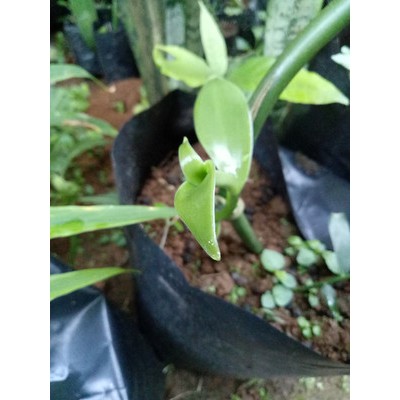 

BIBIT VANILI Murah Stek Vanilli Vanilla Paneli Bean Siap Tanam