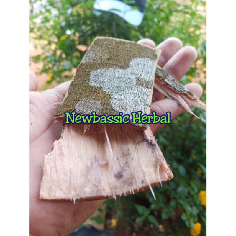 

kulit pohon salam herbal Hasil Kebun Sendiri