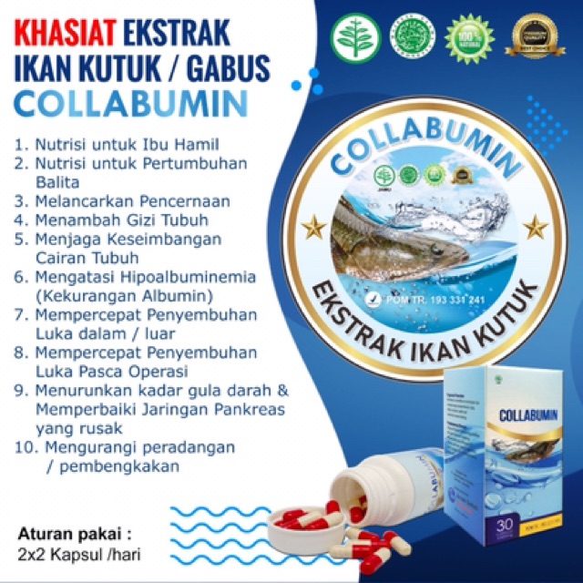 Kapsul Ekstrak Ikan Gabus Kutuk Collabumin Kualitas Premium Indonesia