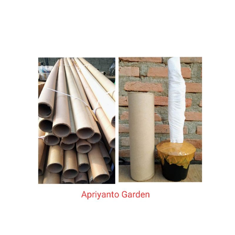 

Tambahan packing untuk Aglonema