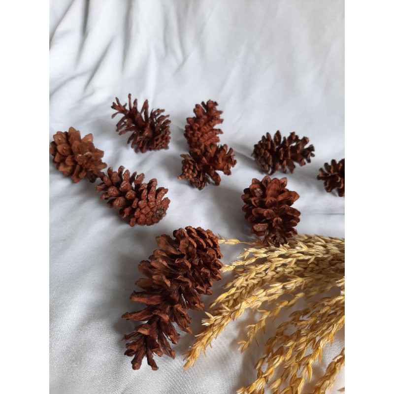 Jual Bunga Pinus Kering Dried Flower Dekorasi Rustic Shopee Indonesia
