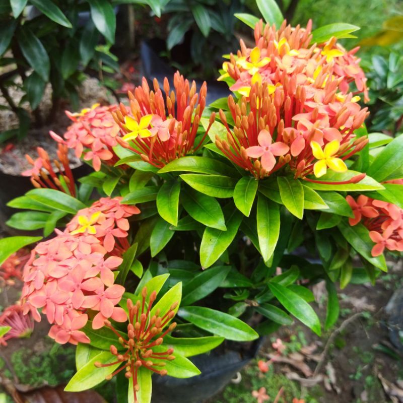 bunga asoka // tanaman asoka // asoka bunga pink