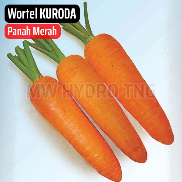 Benih Panah Merah, Wortel KURODA - East West Seed