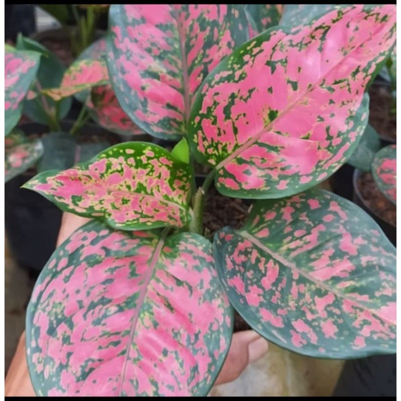 Tanaman hias Aglonema Dud Anjamani - Aglonema Dud Anjamani