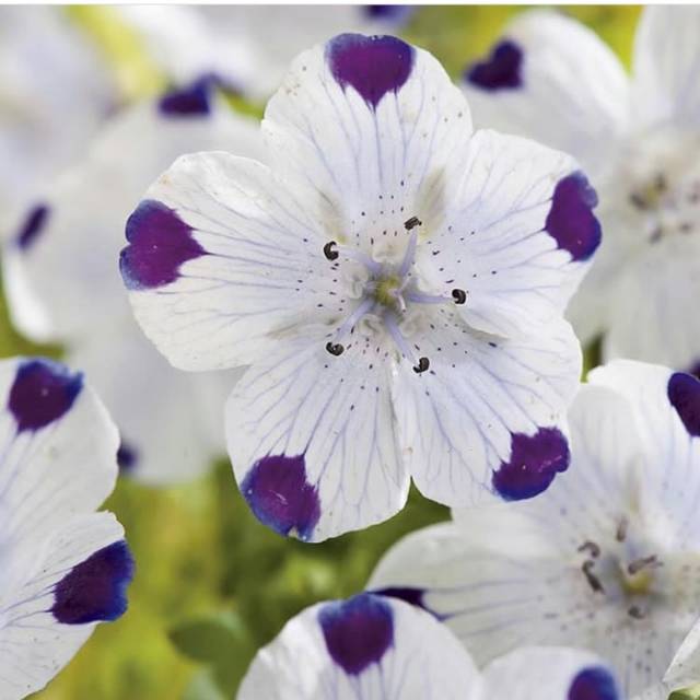 Benih Bunga Nemophila Five Spot