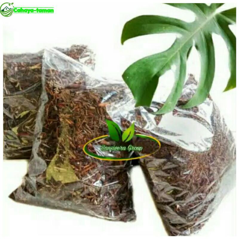 media tanam daun andam andaman/media tanam moonstera -philodendroon