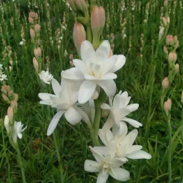 Tanaman bunga sedap malam.  Tanaman hias sedap malam