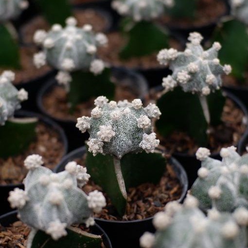 Kaktus Astrophytum Myriostigma