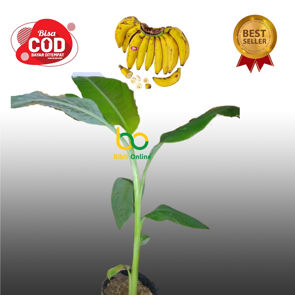 BIBIT POHON PISANG RAJA bibit online