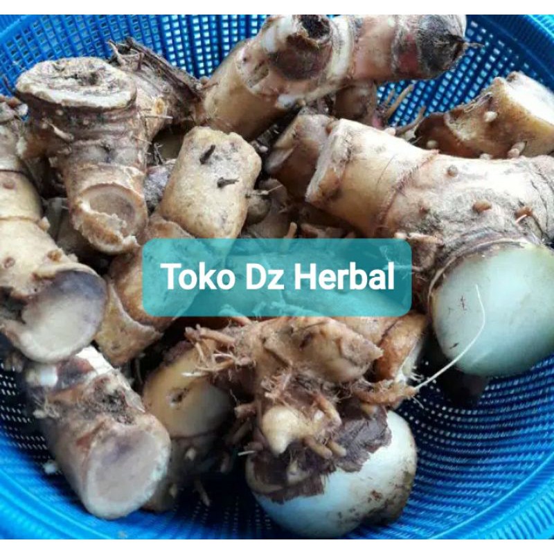 

Umbi pacing segar rimpang pacing 1 kg-az