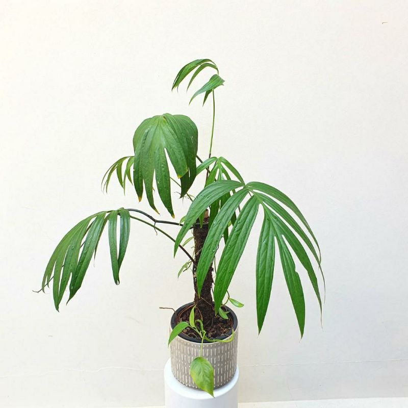 AMYDRIUM ZIPPELIANUM