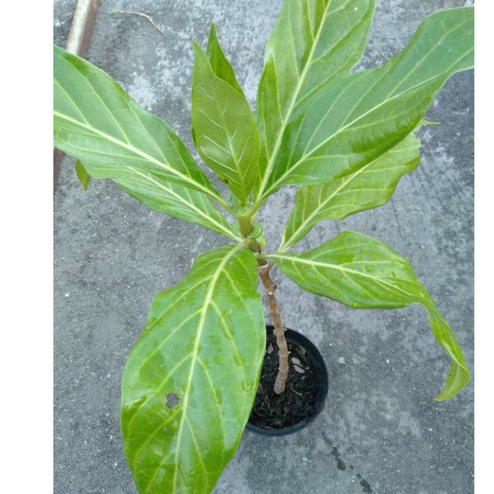 bibit tanaman obat herbal mengkudu apotik hidup