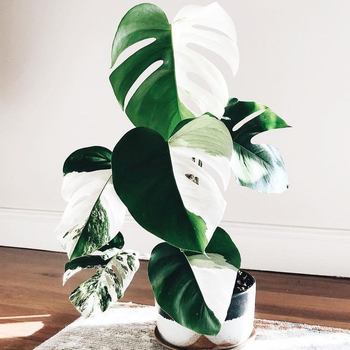 Bonggol Monstera Deliciousa Variegata - Bonggol Tanaman monstera variegata / KARTIKA TAMAN